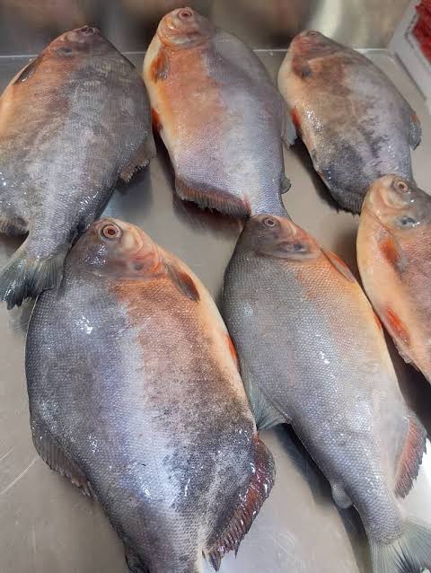 Owere Fish